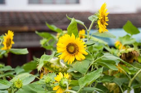 Sunflower Stock Photos