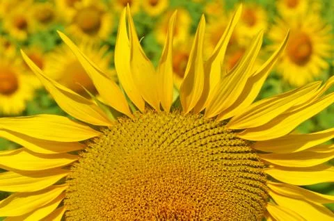 Sunflower Stock Photos
