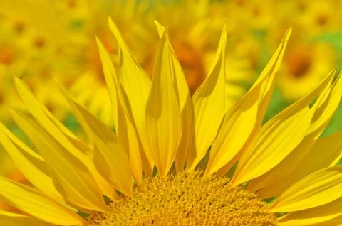 Sunflower Stock Photos
