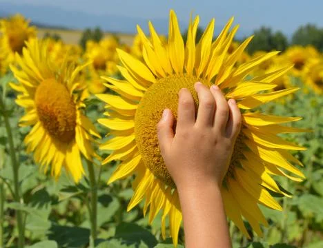 Sunflower Stock Photos