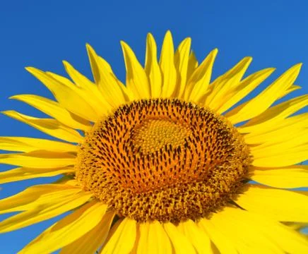 Sunflower Stock Photos