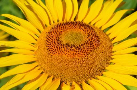 Sunflower Stock Photos