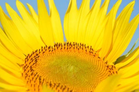 Sunflower Stock Photos