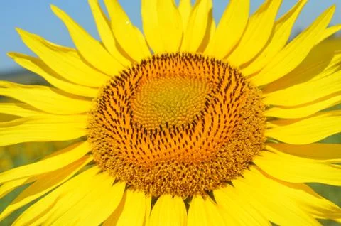 Sunflower Stock Photos