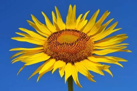 Sunflower Stock Photos