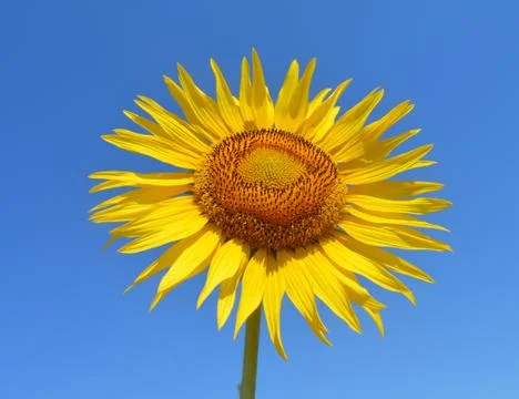 Sunflower Stock-Fotos