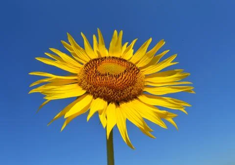 Sunflower Stock Photos