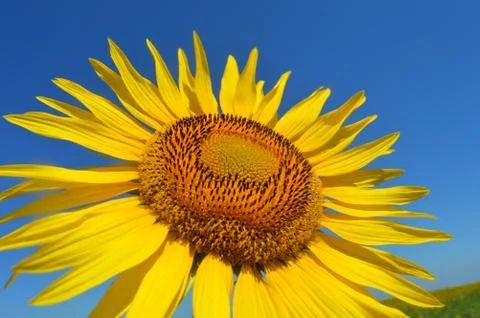Sunflower Stock Photos
