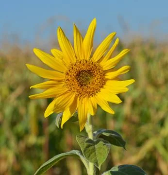 Sunflower Stock Photos