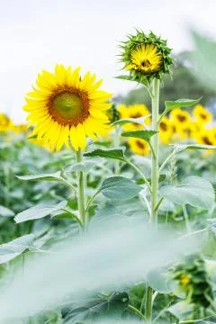 Sunflower Stock Photos