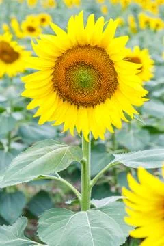 Sunflower Stock Photos