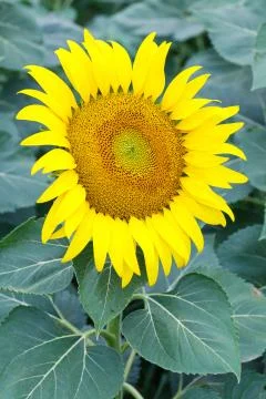 Sunflower Stock Photos