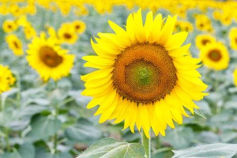Sunflower Stock Photos