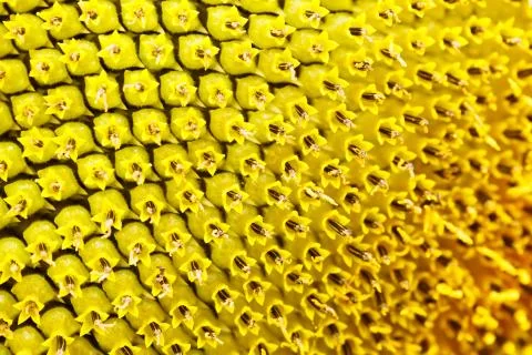 Sunflower Stock Photos