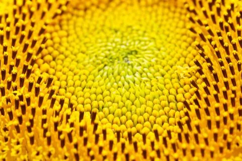 Sunflower Stock Photos