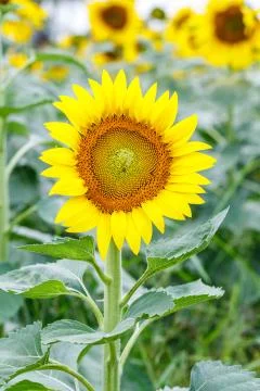 Sunflower Stock Photos