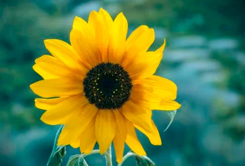 Sunflower Stock Photos