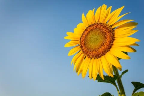 Sunflower. Stock Photos
