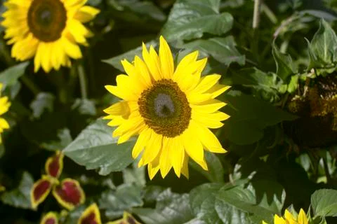 Sunflower Stock Photos
