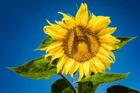 Sunflower Stock Photos