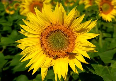 Sunflower Stock Photos