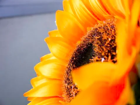 Sunflower Stock Photos