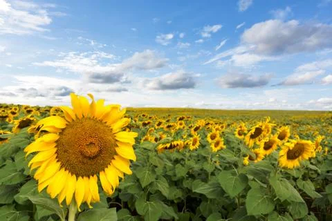 Sunflower Stock Photos