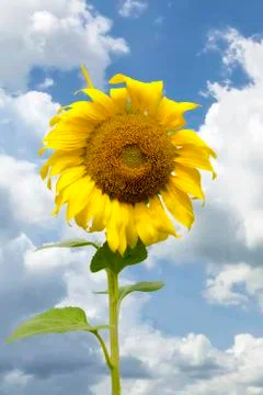 Sunflower Stock Photos