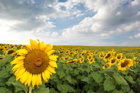 Sunflower Stock Photos