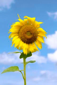 Sunflower Stock Photos
