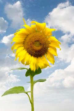 Sunflower Foto stock