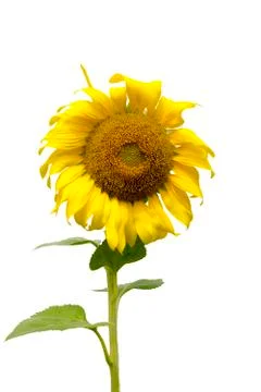 Sunflower Stock Photos