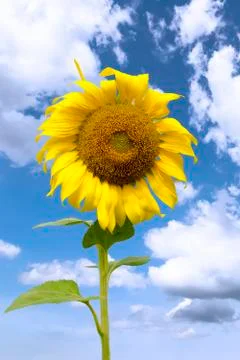 Sunflower Stock Photos