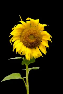 Sunflower Foto stock