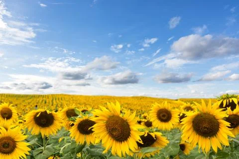 Sunflower Stock Photos