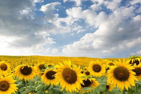 Sunflower Stock Photos