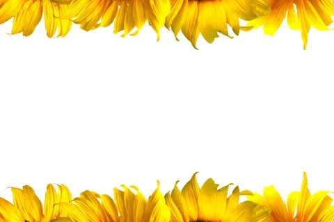 Sunflower Stock Photos