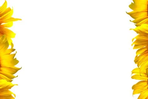 Sunflower Stock Photos