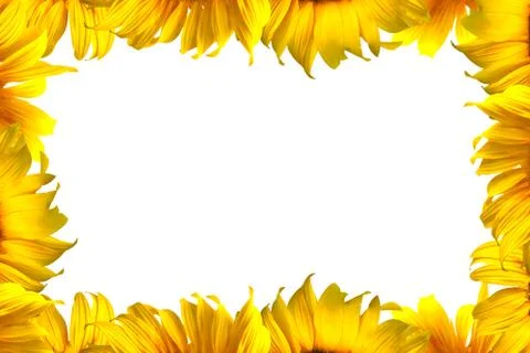 Sunflower Stock Photos