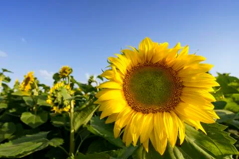 Sunflower Stock Photos