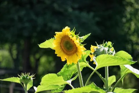 Sunflower Stock Photos