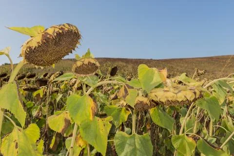 SUNFLOWER Stock Photos