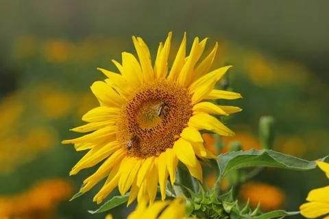 Sunflower Stock Photos