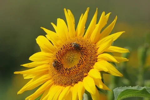 Sunflower Stock Photos