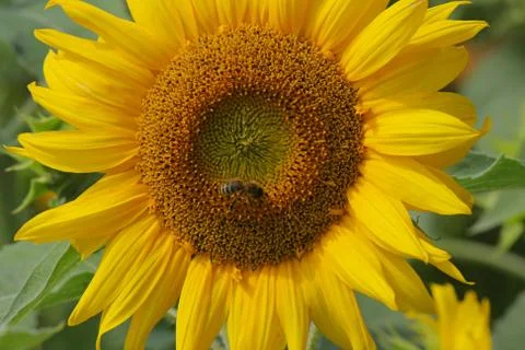Sunflower Stock Photos