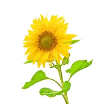 Sunflower Stock Photos