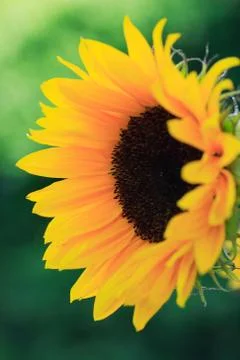 Sunflower Stock Photos