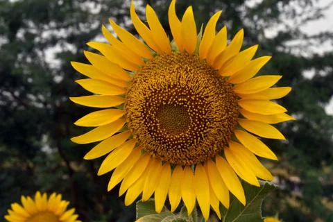 Sunflower Stock Photos