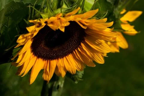 Sunflower Foto stock