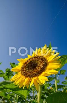 Sunflower Stock Photos